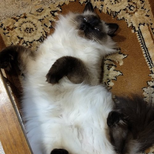 Маргарита