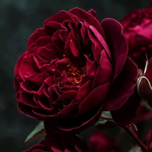 Амира, 18 февраля 2026